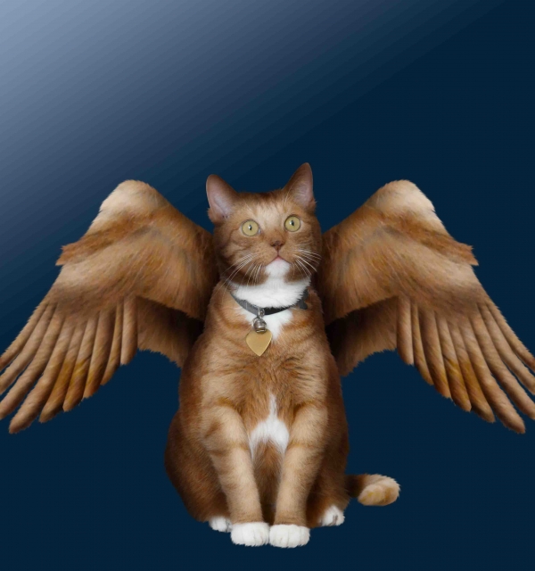 Creation of Angel: Step 7